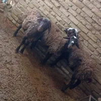 بره نر پای پروار