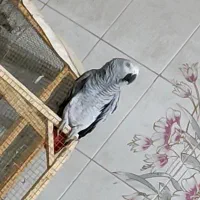 کاسکوگمشده ۱۰ سال آزاد زندگی کرده طاقت قفس نداره