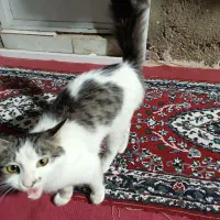 یک گربه پرشین  قیمت یک میلیون و پانصد هزار تومن