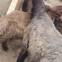 بره قوچ هترو