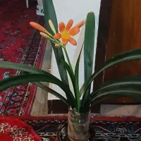 فروش گلهای آپارتمانی طبیعی