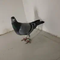 کبوتر المانی مسافتی|پرنده|مشهد, پنجتن|دیوار