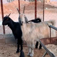 بز کهره دار و آبستن|حیوانات مزرعه|شیراز, کلاهدوز|دیوار