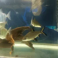 تعویض|ماهی|تهران, قیام|دیوار