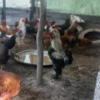 مرغ و خروس