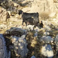 سی راس بز جوان|حیوانات مزرعه|اندیمشک, |دیوار