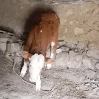 گاو|حیوانات مزرعه|خواجه, |دیوار