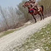 اسب نر کرد دستو پا تیرآهن