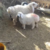 فروش بره نر مری و بره ماده|حیوانات مزرعه|نیمروز, |دیوار