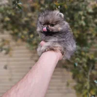 توله پامر خرسی