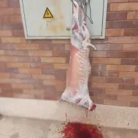 قصاب+گوسفند محلی|خدمات پذیرایی، مراسم|کرمان, |دیوار