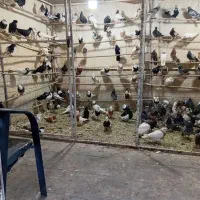 کفتر|پرنده|سلفچگان, |دیوار