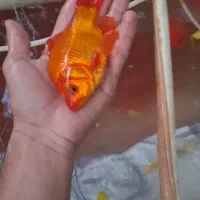 ماهی قرمز|ماهی|اسفراین, |دیوار