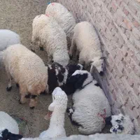 ۲۰عدد بره نر