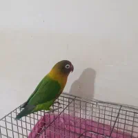 طوطی فیشر ماده بامزه وشیطون