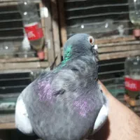 مگسی فری ماده تضمین|پرنده|نگین شهر, |دیوار