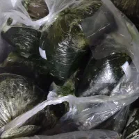 کوردیم تازه، کیلویی ۱۰۰