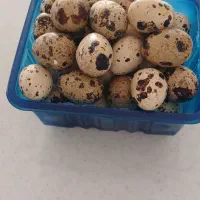 تخم مرغ بلدرچین