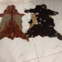 پادری پوست گاو وبز