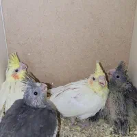 چهارتا جوجه عروس هلندی