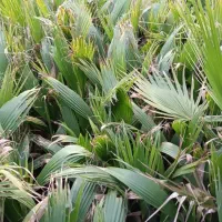 فروش پالم ویاس|گل و گیاه طبیعی|کلاچای, |دیوار