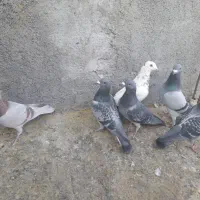 کبوتر پلاکی|پرنده|لنجان, |دیوار