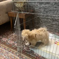 قفس سگ|لوازم جانبی حیوانات|ری, ظهیرآباد|دیوار