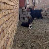 سگ قدرجونی|سگ|مبارکه, |دیوار