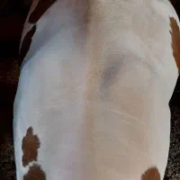 گوساله سیمنتال گوشتی