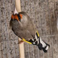 ۲ سهره سقا کرمانی زاغ سر