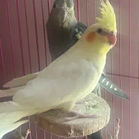 عروس هلندی و کوتوله دستی جفت مولد تضمینی