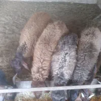 بره نر