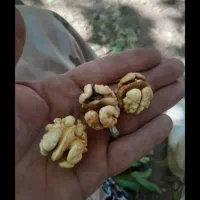 گردو درجه یک