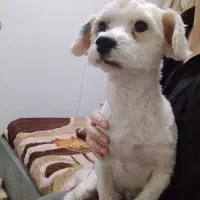 واگذاری رایگان سک تریر