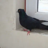 دو عدد کبوتر نر خوشگل سالم