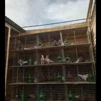 قفس تاشو جفت کن کبوتر