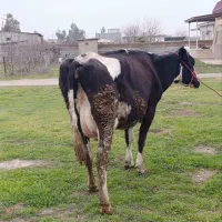 گاو شیری صنعتی|حیوانات مزرعه|آق قلا, |دیوار