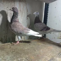 مجسمه کبوتر