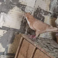 کفتر سیندق یک جفت