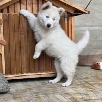 واگذاری توله هاسکی سامویید ۳ ماهه