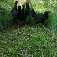 مرغ دورگ لاری دم تخم