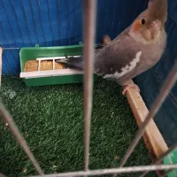 عروس هلندی .فنچ .مرغ عشق