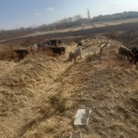 بزغاله ۳۵ دونه راسی ۳۸۰۰ملیون مقطوع فروش یجا