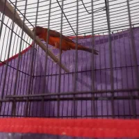 فروش قناری نر و ماده