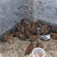 جوجه گلپایگانی|حیوانات مزرعه|گمیشان, |دیوار