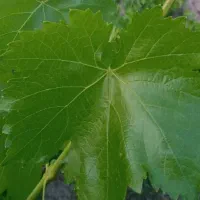 برگ مو تازه