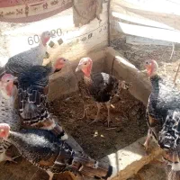 بوقلمون ماده دوتابایک نر|حیوانات مزرعه|کرباسک, |دیوار