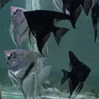 ماهی آنجل دانه ایی ۴۰ هزار