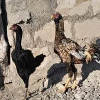 خروس لاری|حیوانات مزرعه|اردبیل, |دیوار