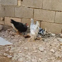 فروش نیمچه گلین و محلی اصیل|حیوانات مزرعه|شیراز, نصر|دیوار